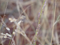 Eragrostis superba