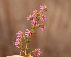 Erica dispar