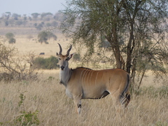Balanites aegyptiaca