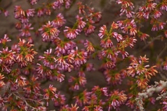 Erica dispar