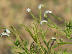 Heliotropium steudneri