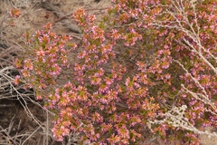 Erica dispar