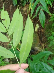 Coniogramme fraxinea