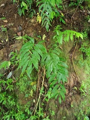 Coniogramme fraxinea