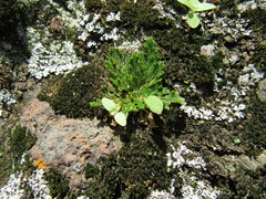 Selaginella lepidophylla