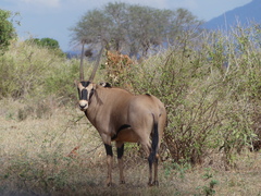 Oryx beisa callotis
