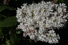 Syringa × prestoniae