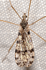 Limnophila fuscovaria