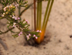 Euchaetis albertiniana