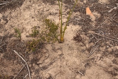 Euchaetis albertiniana
