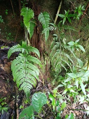 Dryopteris sparsa