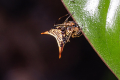 Micrathena acuta