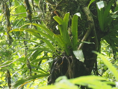 Loxogramme scolopendrioides