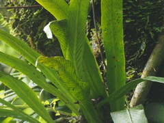 Loxogramme scolopendrioides
