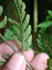 Dryopteris sparsa