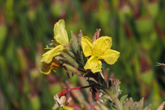 Oenothera elata hookeri