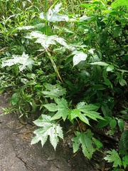 Girardinia diversifolia