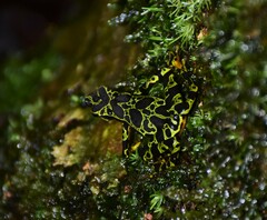 Atelopus spurrelli