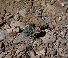 Townsendia scapigera