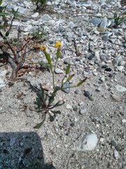 Chondrilla chondrilloides