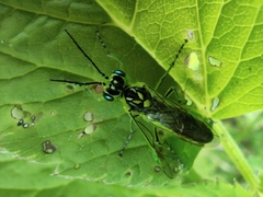 Rhogogaster viridis