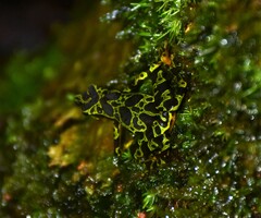 Atelopus spurrelli