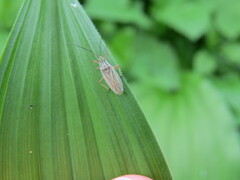 Acetropis longirostris