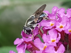 Syrphidae
