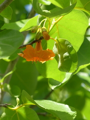 Cordia subcordata