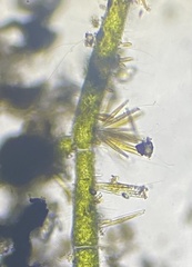 Fragilariophycidae