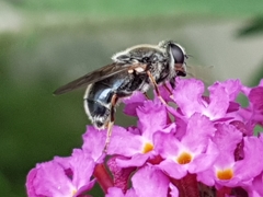 Syrphidae