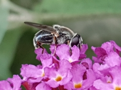 Syrphidae