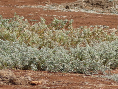 Atriplex lindleyi