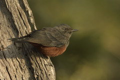 Thamnolaea cinnamomeiventris autochthones