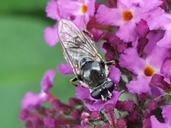 Syrphidae