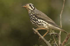 Groundscraper Thrush photo 3