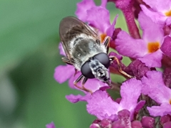 Syrphidae