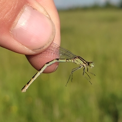 Enallagma cyathigerum
