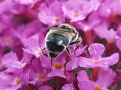 Syrphidae