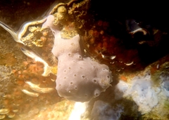 Lissoclinum perforatum