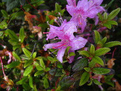 Rhododendron rubropilosum taiwanalpinum