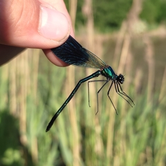 Calopteryx splendens