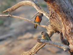 Poicephalus rufiventris