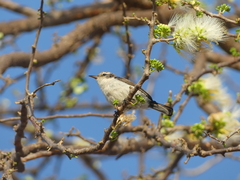 Anthreptes orientalis