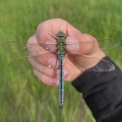 Anax imperator