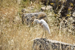 Bubulcus ibis