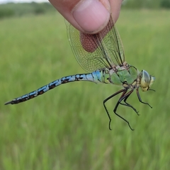 Anax imperator