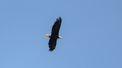Haliaeetus leucocephalus