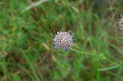 Microbotryum scabiosae