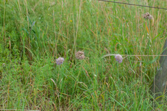 Microbotryum scabiosae